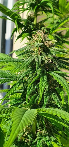 Growreport Bild 5