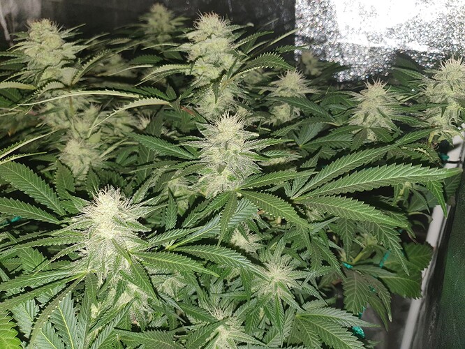 Growreport Bild 10