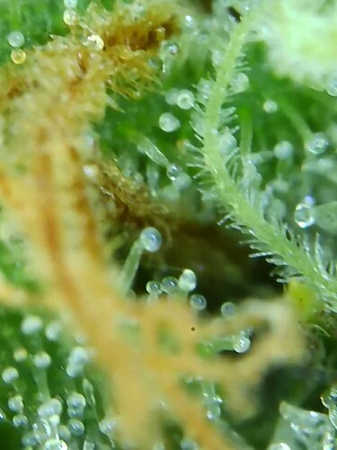 Growreport Bild 15
