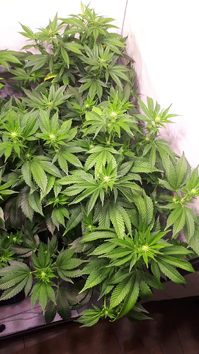 Growreport Bild 5