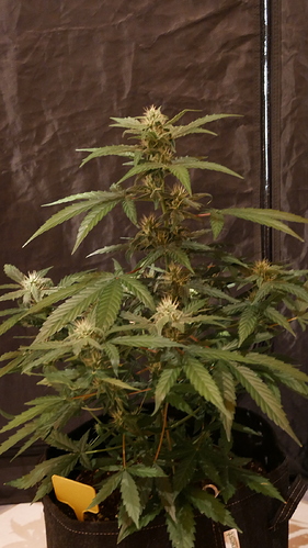 Growreport Bild 10