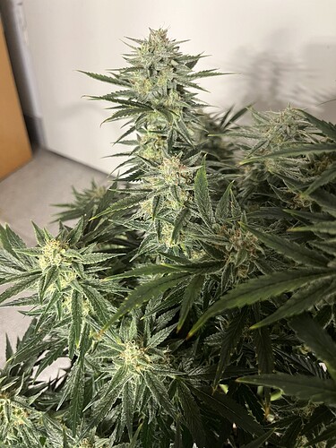 Growreport Bild 8