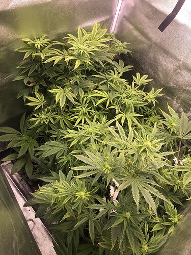 Growreport Bild 3