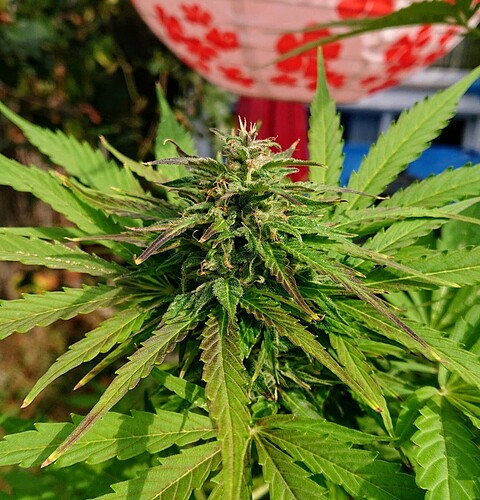 Growreport Bild 11