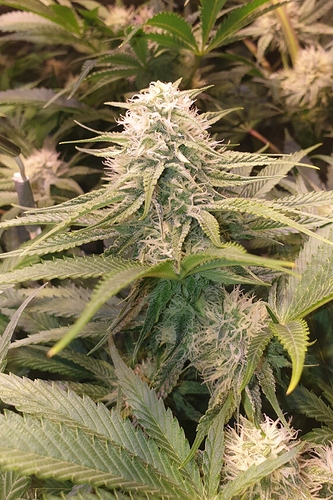 Growreport Bild 3
