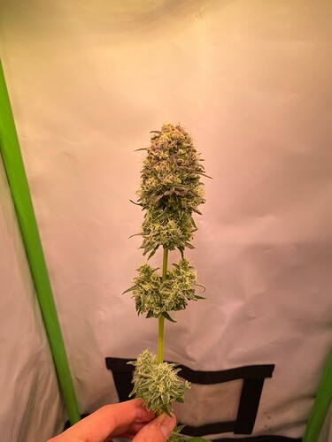 Growreport Bild 5