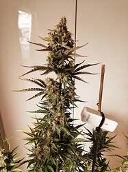 GG#3_240112-2