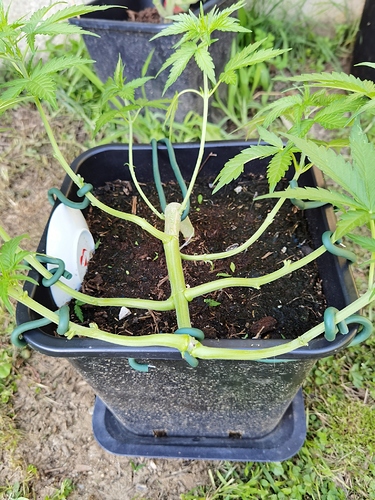 Growreport Bild 13