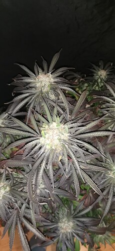 Growreport Bild 13