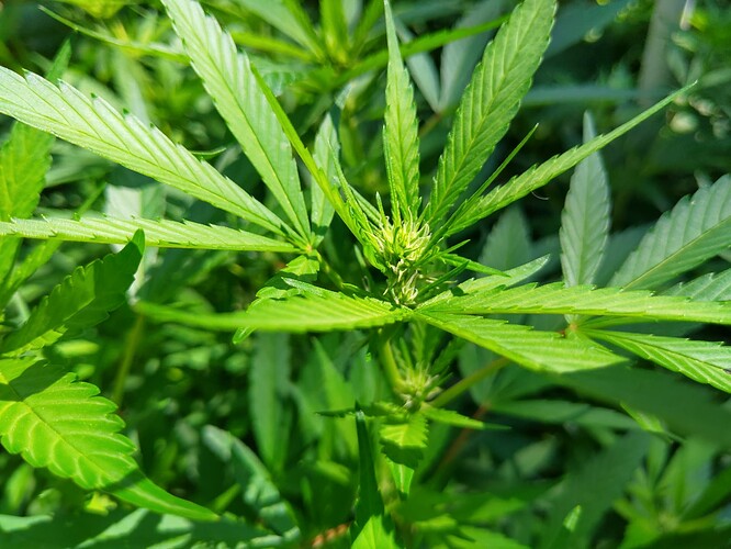Growreport Bild 1