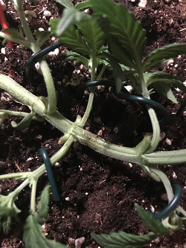 Growreport Bild 5