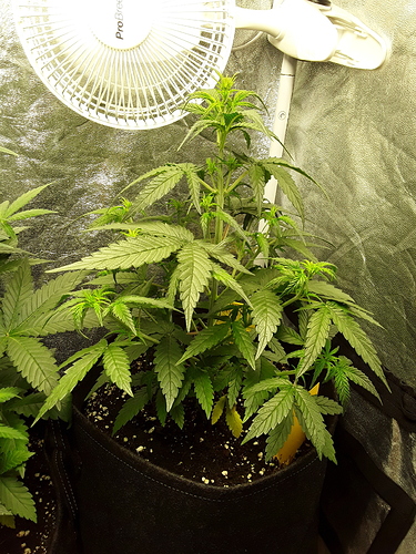 Growreport Bild 15