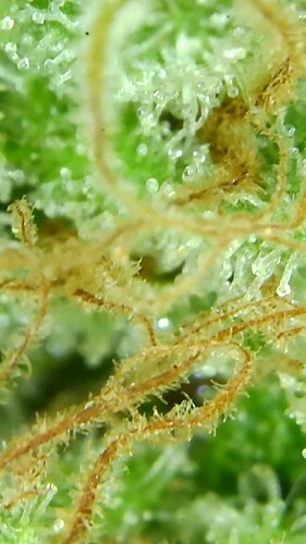 Growreport Bild 67
