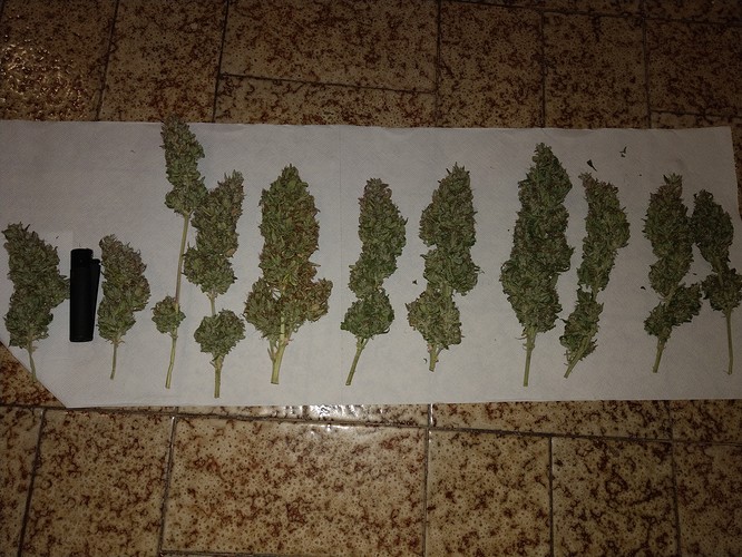 IMAG6743