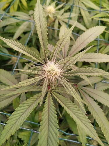 Growreport Bild 13