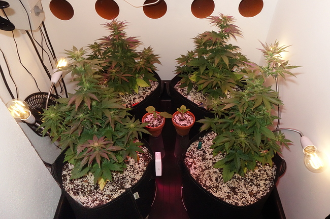 Growreport Bild 43