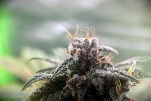 Growreport Bild 4