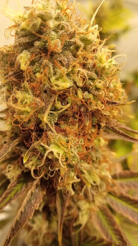 Growreport Bild 13