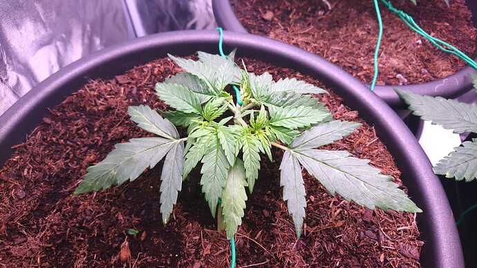 Growreport Bild 2