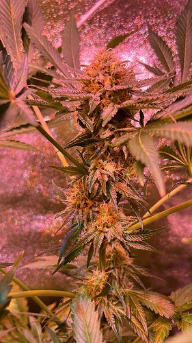 Growreport Bild 1