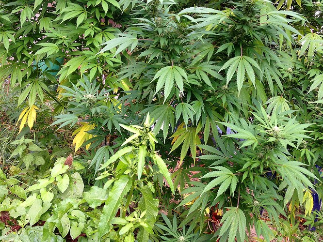 Growreport Bild 8