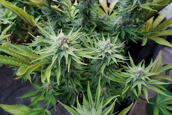 Critical2
