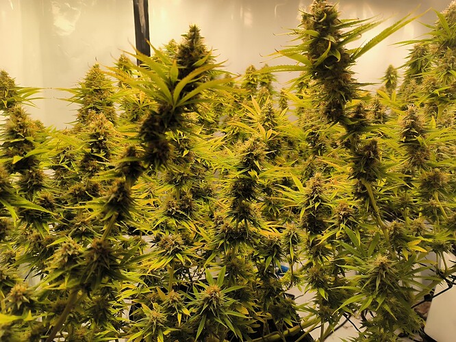Growreport Bild 19