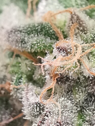 Growreport Bild 27