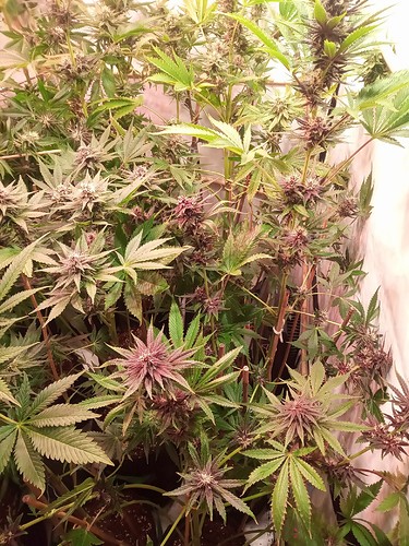 Growreport Bild 28