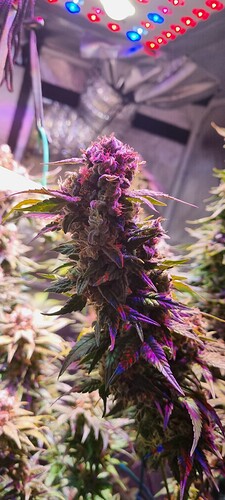 Growreport Bild 9