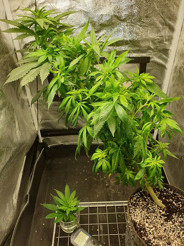 Growreport Bild 2