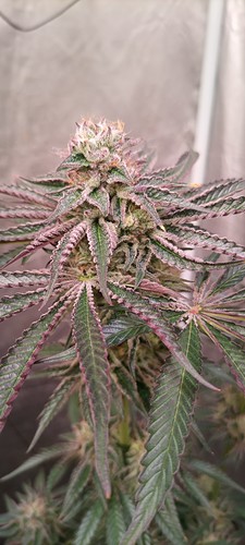 Growreport Bild 12