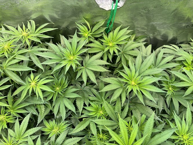 Growreport Bild 17