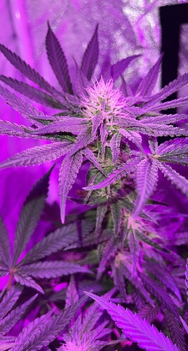Growreport Bild 5
