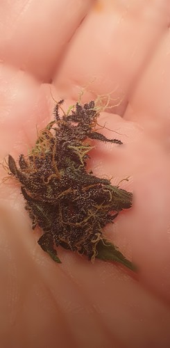 Growreport Bild 24