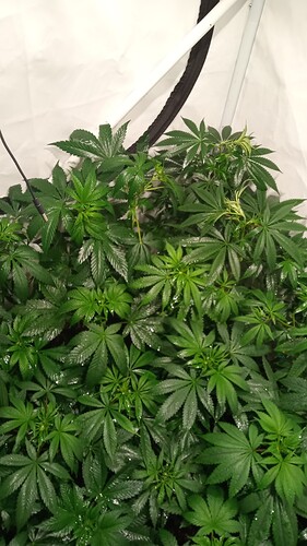Growreport Bild 50
