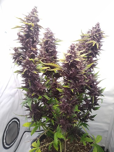 Growreport Bild 3