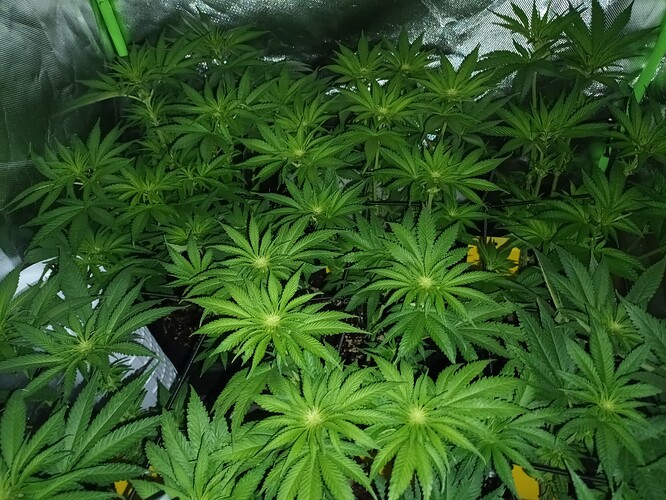 Growreport Bild 9