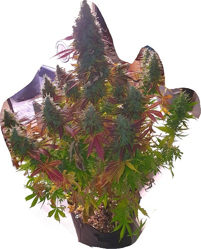 Growreport Bild 17