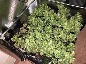 Growreport Bild 2