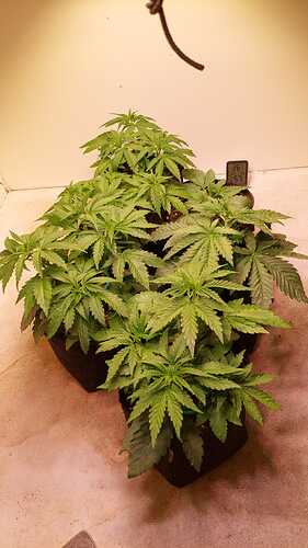 Growreport Bild 2