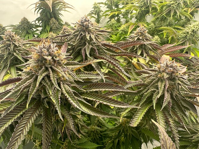Growreport Bild 23