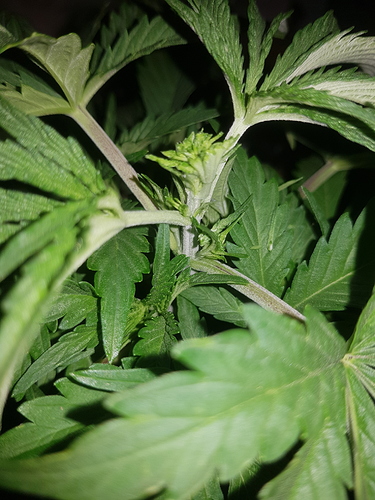 Growreport Bild 12