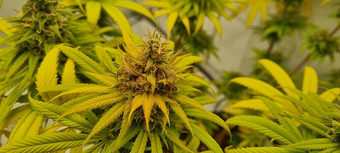 Growreport Bild 5