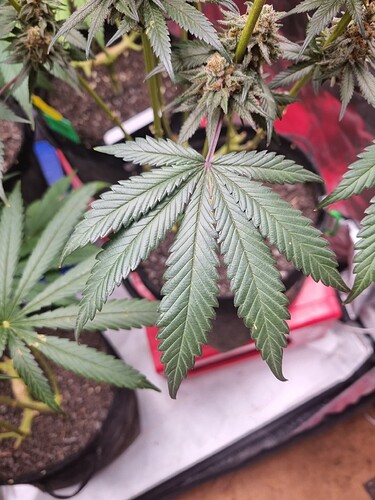 Growreport Bild 9