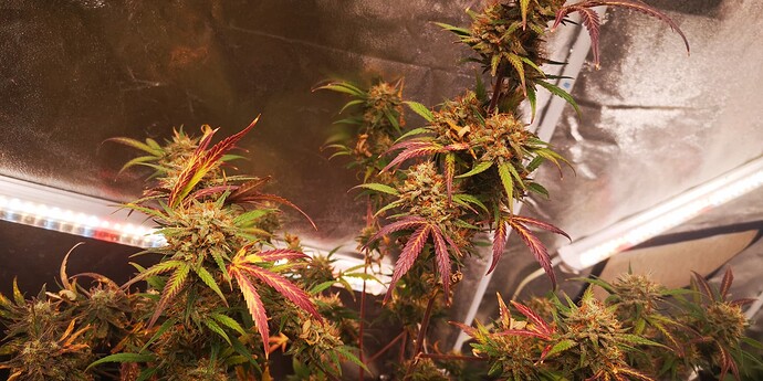 Growreport Bild 27