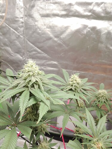 Growreport Bild 1