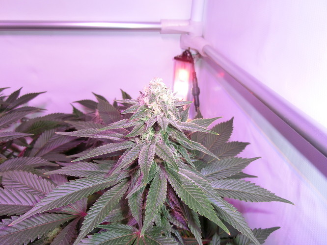 Growreport Bild 9