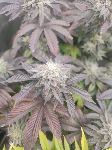 Growreport Bild 14