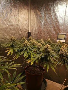 Growreport Bild 21